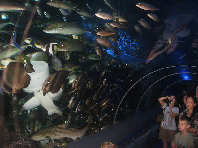 Inside the Underwater World Aquarium