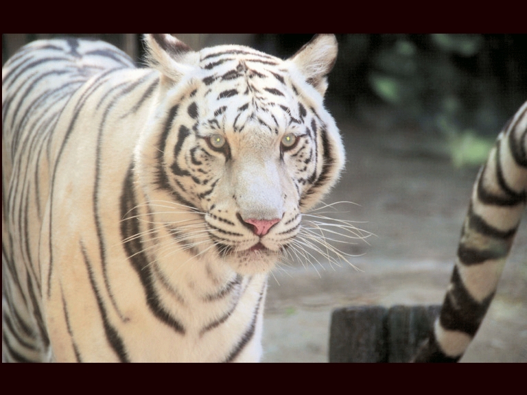 face of the White Tiger