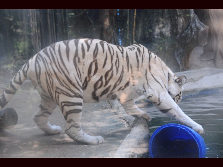 White Tiger pawing 5 gallon bucket