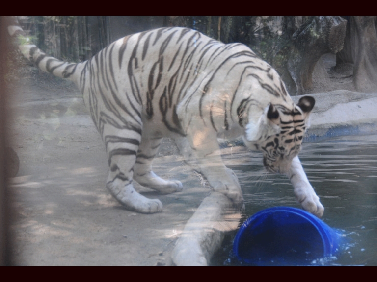 White Tiger pawing buck in water