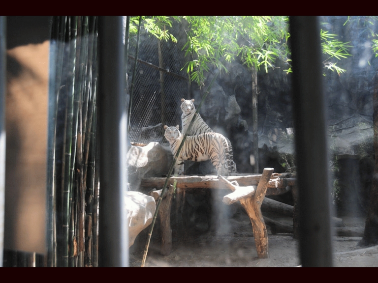 Two white Tigers