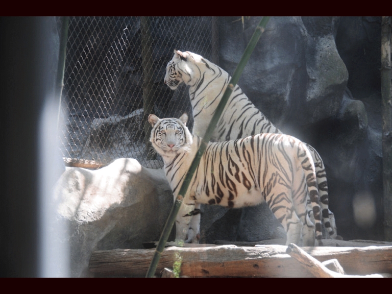 Two white Tigers