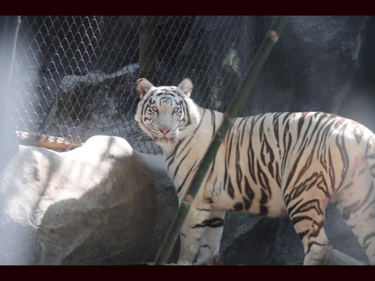 White Tiger looking Back