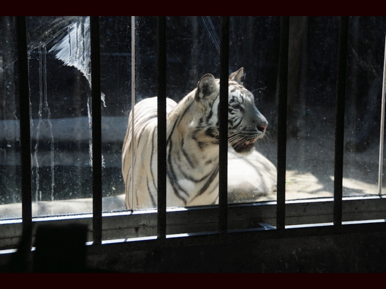 White Tiger looking through the bars