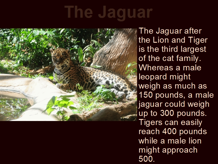 The Jaguar