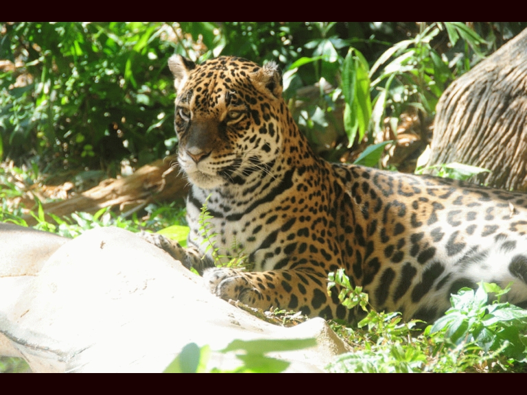 Closeup of Jaguar