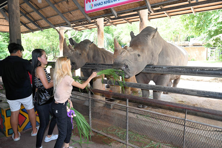 Two Thai women feeding a rhinoceros by hand an animal the .454 can stop