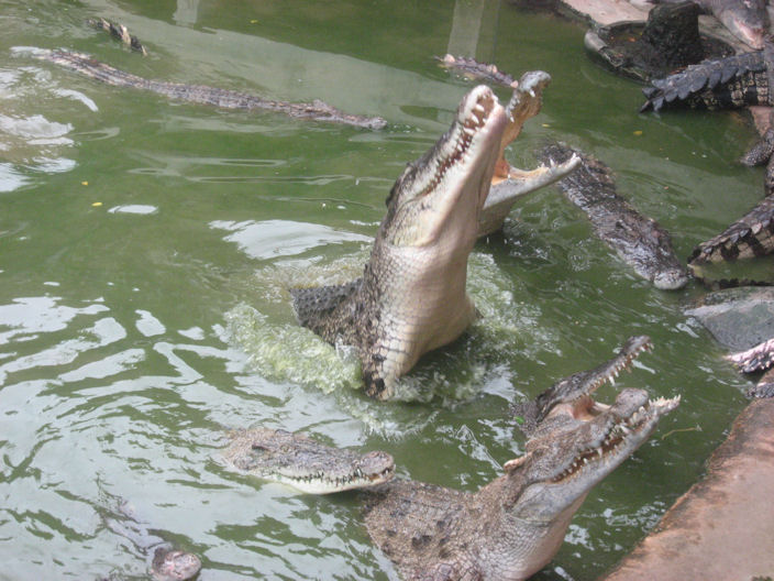 feeding the crocodiles